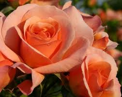 Rosier hybride Rigo Aprikola de Kordes