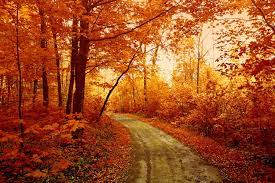 Autumn Forest Wallpapers ...