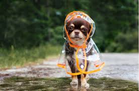 Top 10 Best Raincoats For Dogs