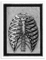 Cbse / icse students who are always avoid drawing the rib cage, this post is just for you! Rib Cage Traditional American Anatomy Tattoo Design Style Etsy