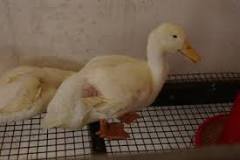 What causes sudden death in a duck?