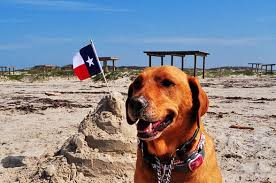 10 top texas state parks for dogs