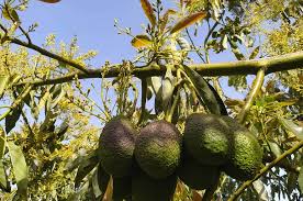 avocado tree pest and diseases