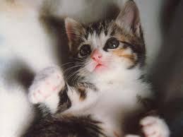 100 baby cat pictures wallpapers com