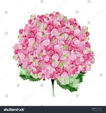 Royalty Free Stock Illustration Of Pink Watercolor Hydrangea