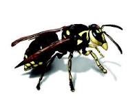 What attracts hornets to houses?