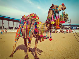 For a visitor, the reduced. The Decline In Camel Trade Why Camels Are Giving Pushkar Fair A Miss The Economic Times