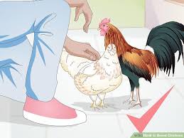 4 Ways To Breed Chickens Wikihow