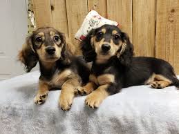 heartland dachshunds of southern
