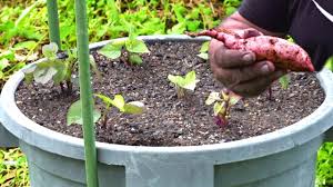 grow sweet potato in containers or pots