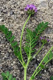 Scheda IPFI, Acta Plantarum Astragalus_echinatus