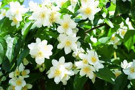 12 types of jasmine flowers that you