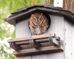 Ranch Style Owl Nesting Home For