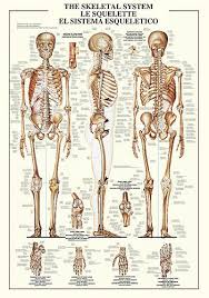 Anatomical Chart Of The Skeletal System