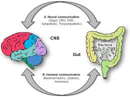 gut brain axis ile ilgili görsel sonucu