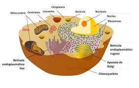 célula eucariota ii definición