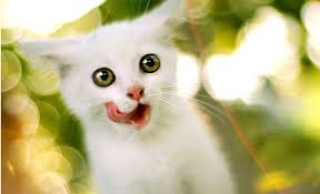 white baby cat wallpapers wallpaper cave