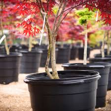 anese maple tree care the family