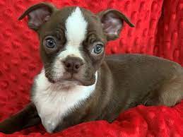 boston terrier puppies breed info