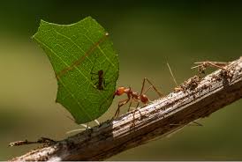 Duftbarrieren sind besonders effektiv gegen ameisen in ihrem garten. Ameisen Im Hochbeet Was Du Dagegen Tun Kannst Obi