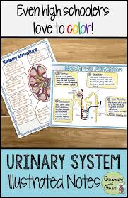 Dialysis virtual lab, biology, worksheet. Kidney Excretory Urinary System Notes Doodle Notes Teaching Biology Biology Notes