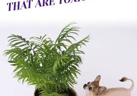 Houseplants That Are Toxic To Pets