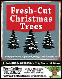 fresh cut christmas trees fort collins
