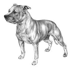 staffordshire bull terriers dog breed