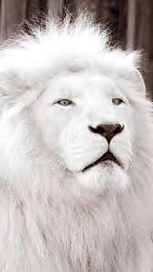 white lion forest king lion hd phone