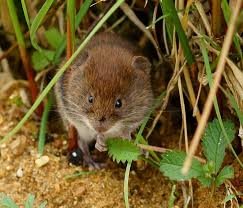how to get rid of moles and voles and