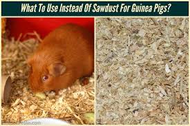sawdust for guinea pigs