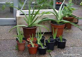 Image result for free aloe vera pups stock photos