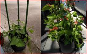 Container Gardening Bc Fuchsia And Begonia Society