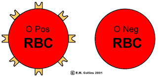 animated blood types