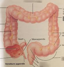 large intestine structure diagram quizlet