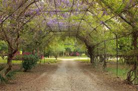 jungle gardens on avery island la