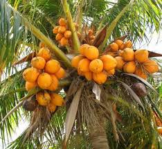 coconut palm trees cape c