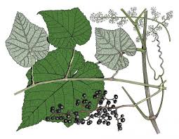 Wild Grapes Grapevines Mdc Discover Nature