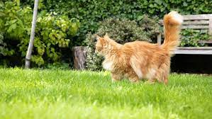Cat Proofing Your Garden Purina