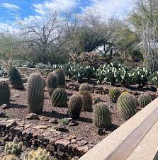 the desert botanical garden in phoenix