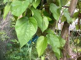 20 fresh chewing betel nuts leaves