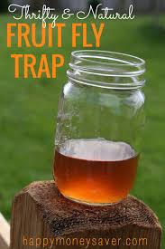the best fruit fly trap using vinegar