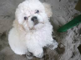 mini french poodle puppy free stock