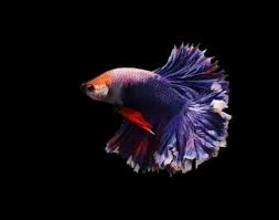 A bored betta becomes lethargic or. How Do You Know A Betta Fish Is Happy Savemybetta