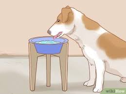 Megaesophagus is a condition in humans, cats and dogs where peristalsis fails to occur properly and the esophagus is enlarged. 3 Ways To Care For A Dog With Megaesophagus Wikihow Pet