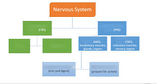 Biopsychology Nervous System Chart Diagram Quizlet