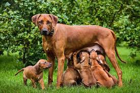 Renowned dog breeder ann seranne argues that the mother needs to eat some of the placentas for their high vitamin and hormone levels, which induce milk supply. Why Do Mom Dogs Eat Their Puppies Poop Survival Instincts Dogdorable