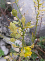 File:Alyssum ovirense 926.JPG - Wikimedia Commons