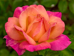 pictures of roses from home gardeners