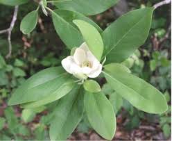 Magnoliaceae - Wikipedia